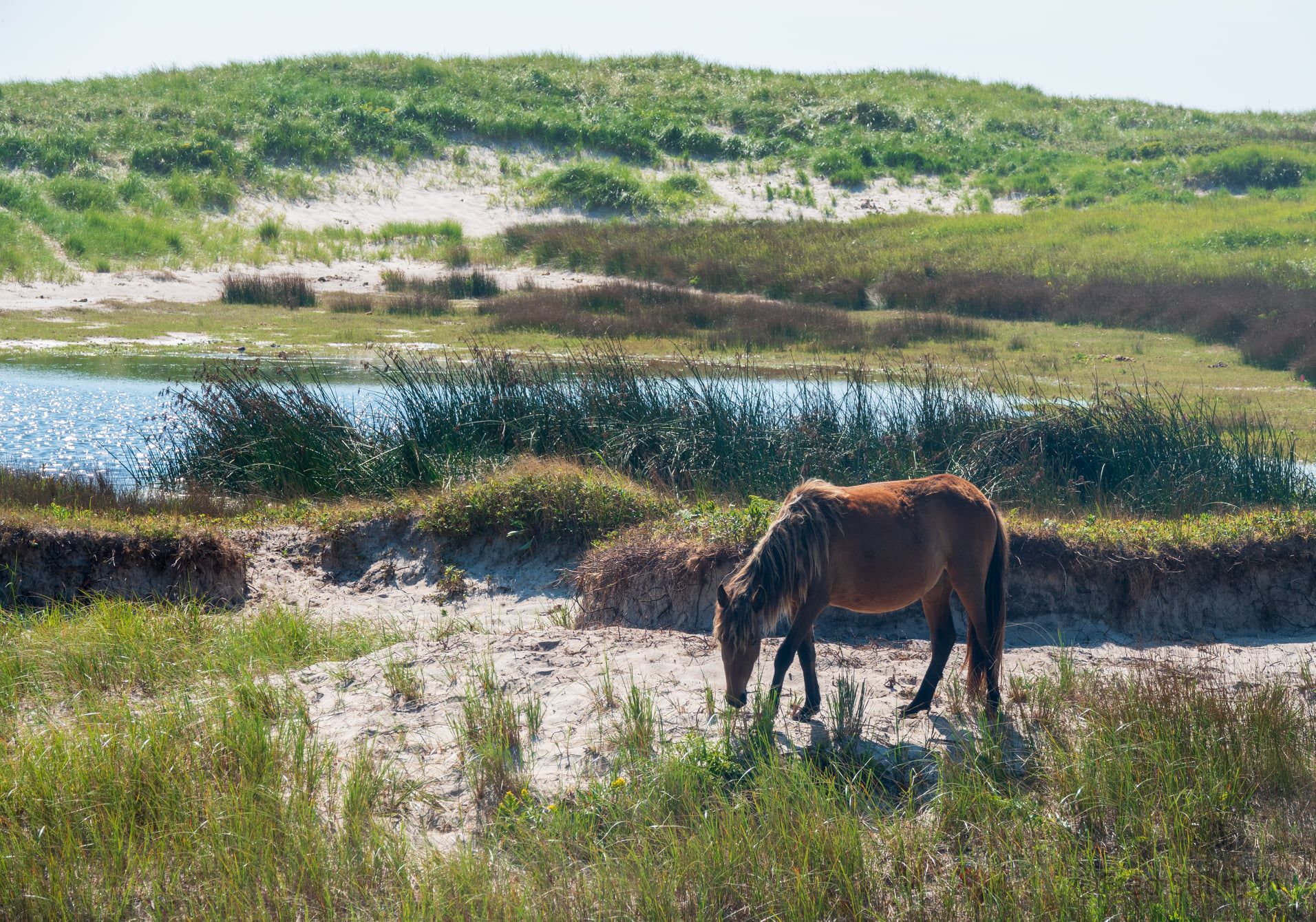 Horses Of Sable Island